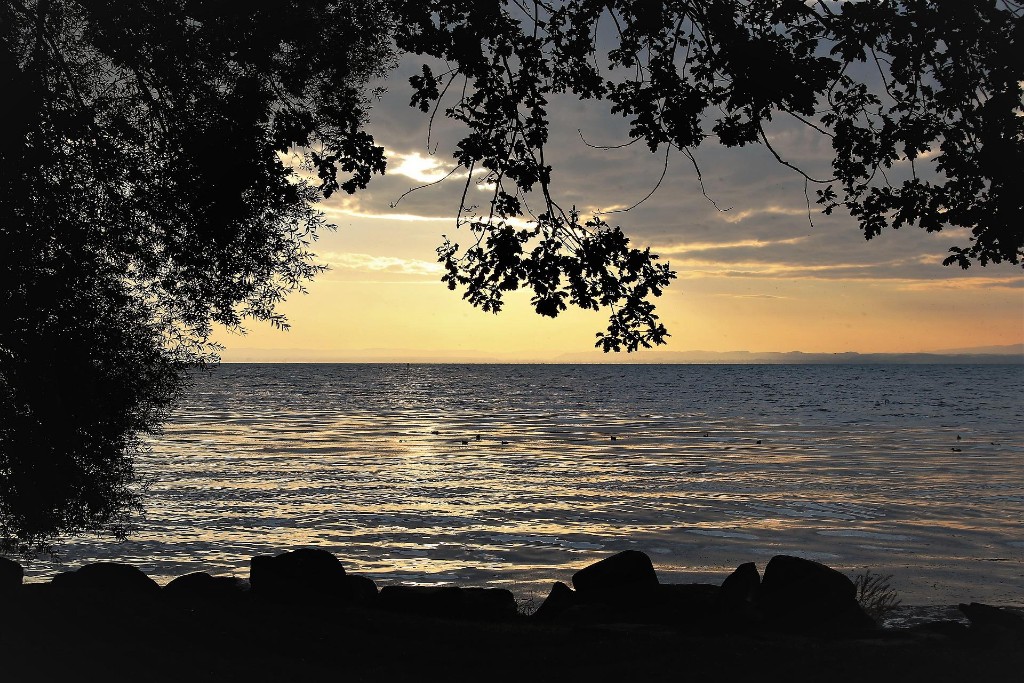 silhouette of tree and a beautiful sunset